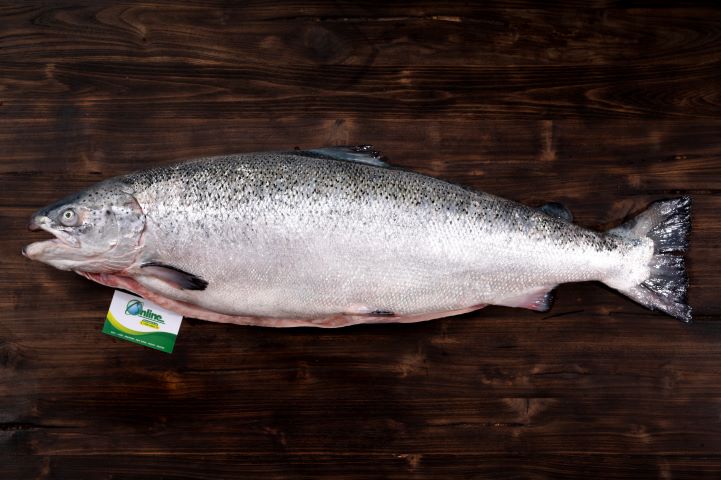 Cá Hồi Tươi Nauy Nguyên Con- Fresh Whole Salmon